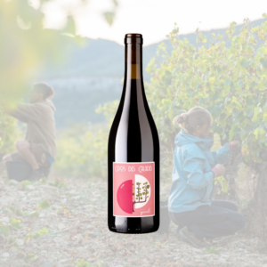 Gavel Syrah 2023 Cros des Calades